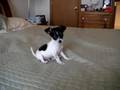 Cooper Our Teacup Chihuahua - YouTube