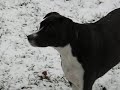 Eesa likes the snow Eesa likes the snow