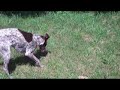 Misty the Short Hair Pointer Playing With A Mole