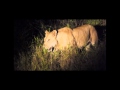 A night safari in Zambia