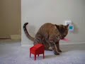 テルミンねこ / Cat  &  Theremin Mini 