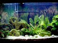 My fish tank 2 My fish tank 2