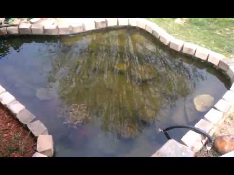 how to get rid of algae in koi pond