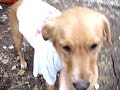 Dog goes for 3-0 Pats vs Minn