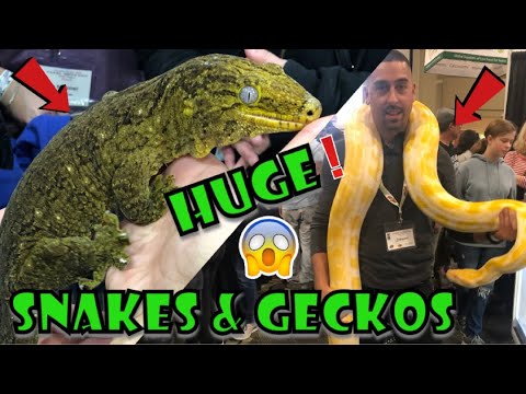YouTube reptile video