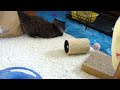 Persian kitten