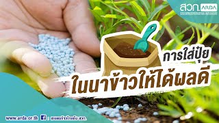  An effective principles on apply fertilizer in rice fields
