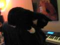 videos de Maya Go Round