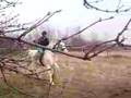videos de hercule au sau