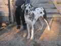 Deutsche Doggen/ Great Dane