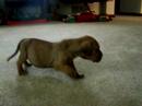 Fila   Brasileiro