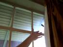 Humming Bird Flew into Our House (Ryan held it)! Humming Bird Flew into Our House (Ryan held it)!