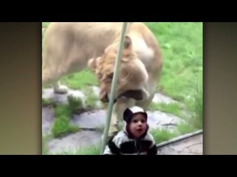 Celebrate YouTube's birthday with animal videos