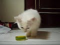 cat vs.flea collar cat vs.flea collar