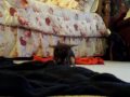 Chipper the playful pup