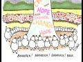 Baaaarack Obama Cult - False prophet misleading his sheep