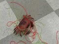World's Easiest Catch: The Zen of Rock Crab