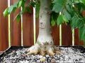 Field grown Celtis sinensis (Chinese Hackberry)