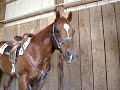 My horse the face licker My horse the face licker