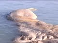 la Balena di Sirolo