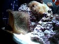 AQUAPOD 12 HQI REEF 5 1/2 months