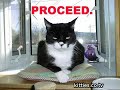 FUNNIEST KITTIES Funny cats