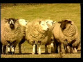 Macc Lads - No sheep til Buxton