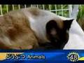 Learn Japanese: 1 Minute Japanese - Animals!
