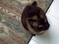 mi precioso y guapo gato Abe mi precioso y guapo gato Abe