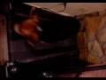 videos de Tobi