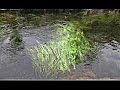 HDV忍野八海｛水族館 / サン　サーンス｝