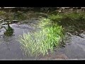 HDV忍野八海{水族館 / サン サーンス}