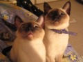 gabriel-banshee-a-tail-of-two-kitties-.html