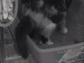 LitterCam... PRESENTS!