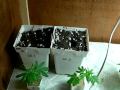 Growing superior medicinal Canabis With Kendo. Planting clones: