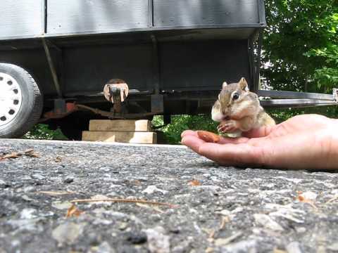 How Many Almonds Can A Chipmunk Stuff Info His Cheeks