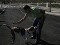 pit bull jump atack pit bull jump atack