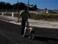 pit bull jump atack