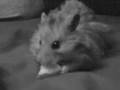 videos de Teaser Trailer! CUTE  HAMSTER!