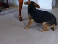 Slinky running around with Anners!