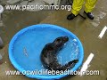 Saving a Seal\