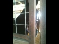 Pigeon Breast Fever in Horses