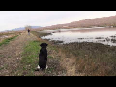 Retriever Training – training water marks by yourself