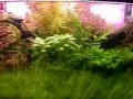 Planted tank aquascape nature aquarium from october 2004