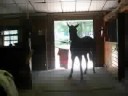 EEC HORSECAMP