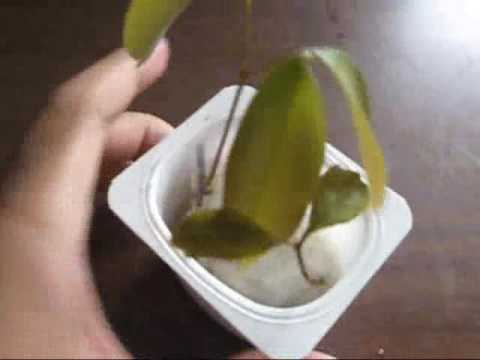 How to grow a lychee tree!  / From the fruit seed!