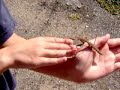 Playing with a Praying Mantis