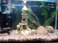 Meu aquário comunitário com os peixes abaixo: 12 Guppy3 Paulistinhas2 Colisas3 Mato Grosso1 Platy 