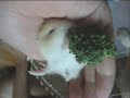 Mochi in \"All Your Brocolli are Belong to Us!\" Mochi in \"All Your Brocolli are Belong to Us!\"