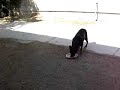 Tor, Rottie & Sheeba eating - Islamabad Tor, Rottie & Sheeba eating - Islamabad